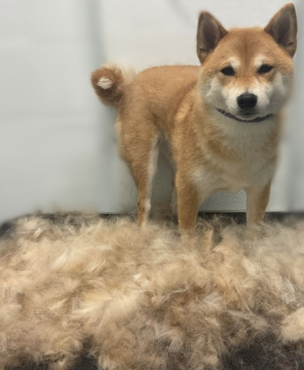 Southpaw Mobile Grooming Shiba Inu Blow out