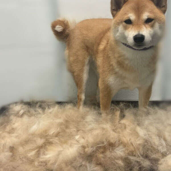 Southpaw Mobile Grooming Shiba Inu Blow out